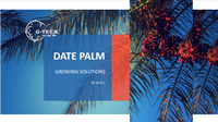 Dattelpalme_副本