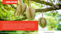 Fertilización con durián